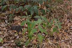 Neuracanthus trinervius